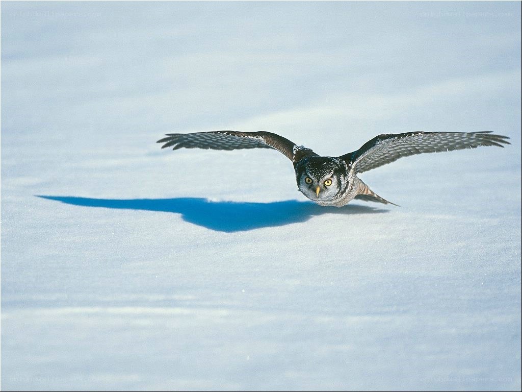 owl flying over snow