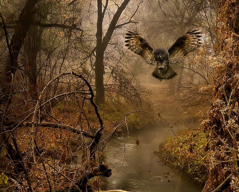 Owl Flying over Stream