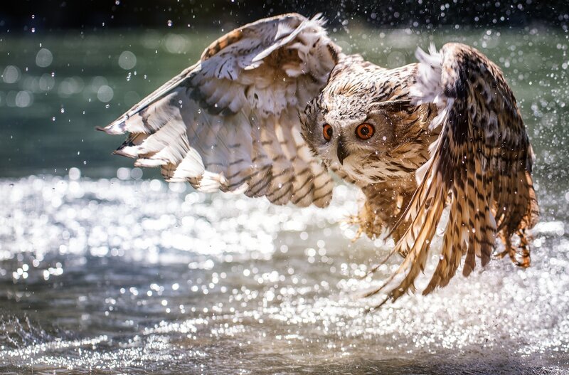 Owl Flying over Water