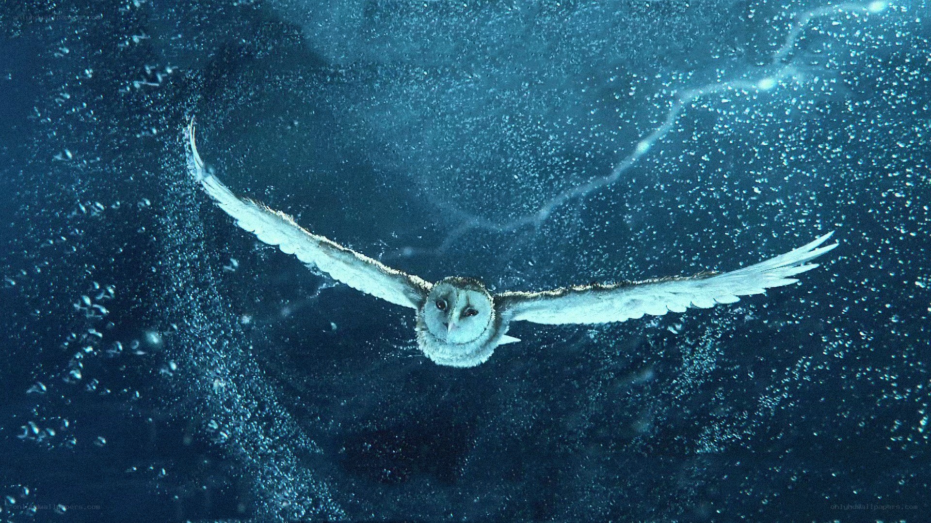 owl flying underwater