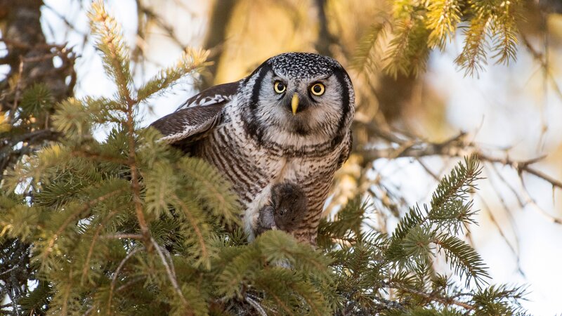 Owl Holding Prey