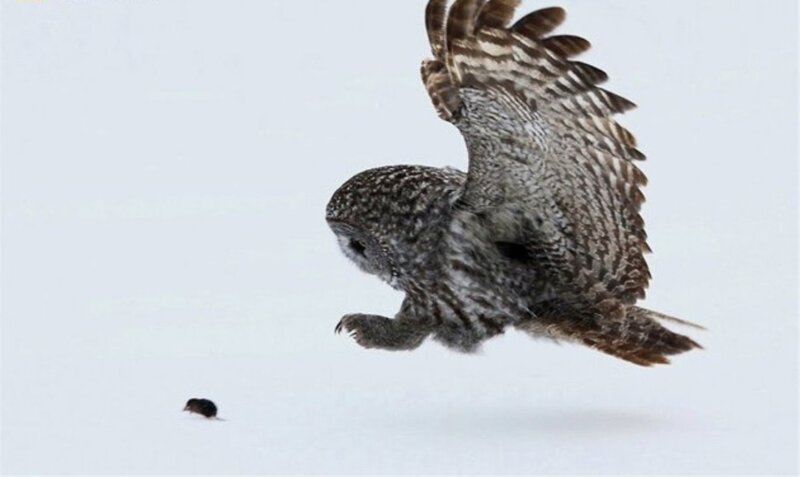 Owl Hunting a Mouse
