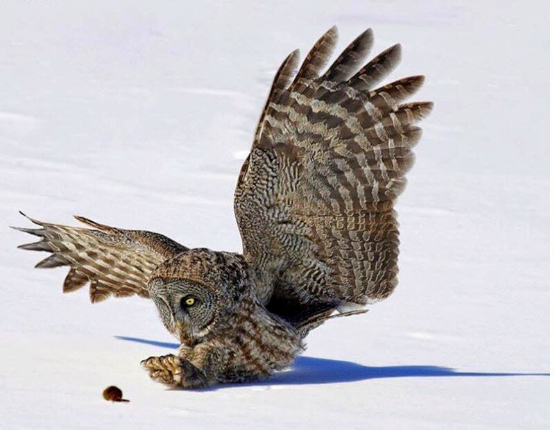 Owl hunting in the snow