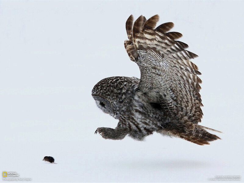 Owl Hunting Mouse