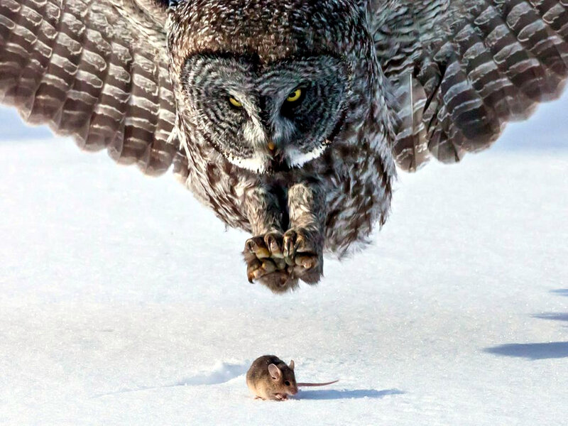 Owl Hunting Mouse — White, Dramatic