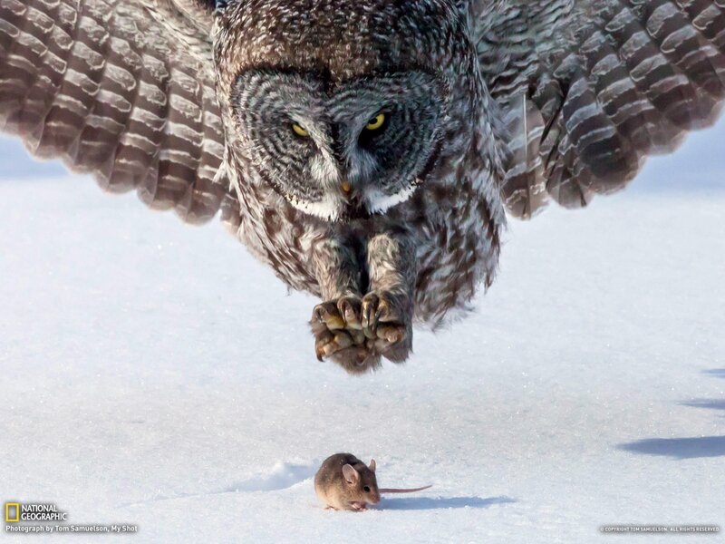 Owl Hunting Mouse — White, Dramatic, Winter