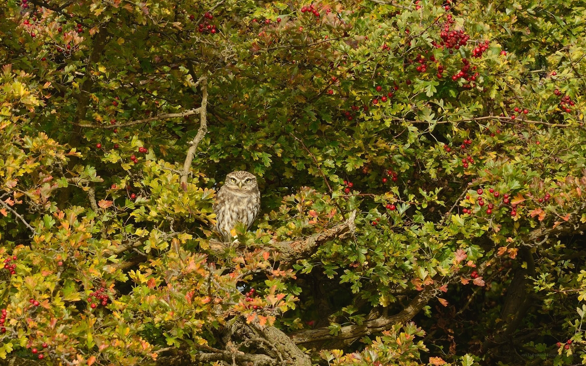 Owl in a berry bush