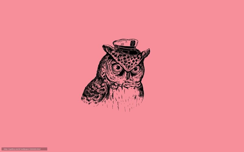 owl in a captain's hat