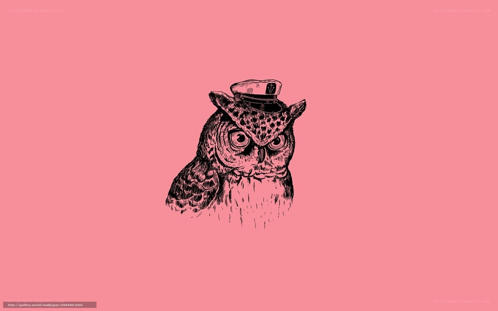owl in a captain's hat