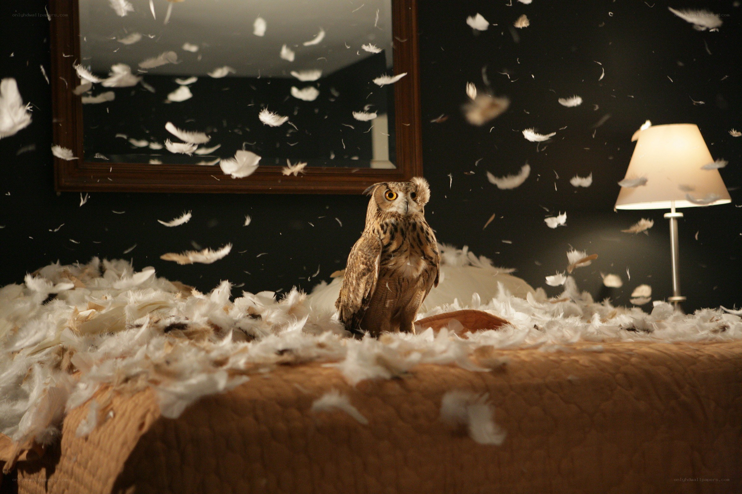 Owl in a feather-filled room