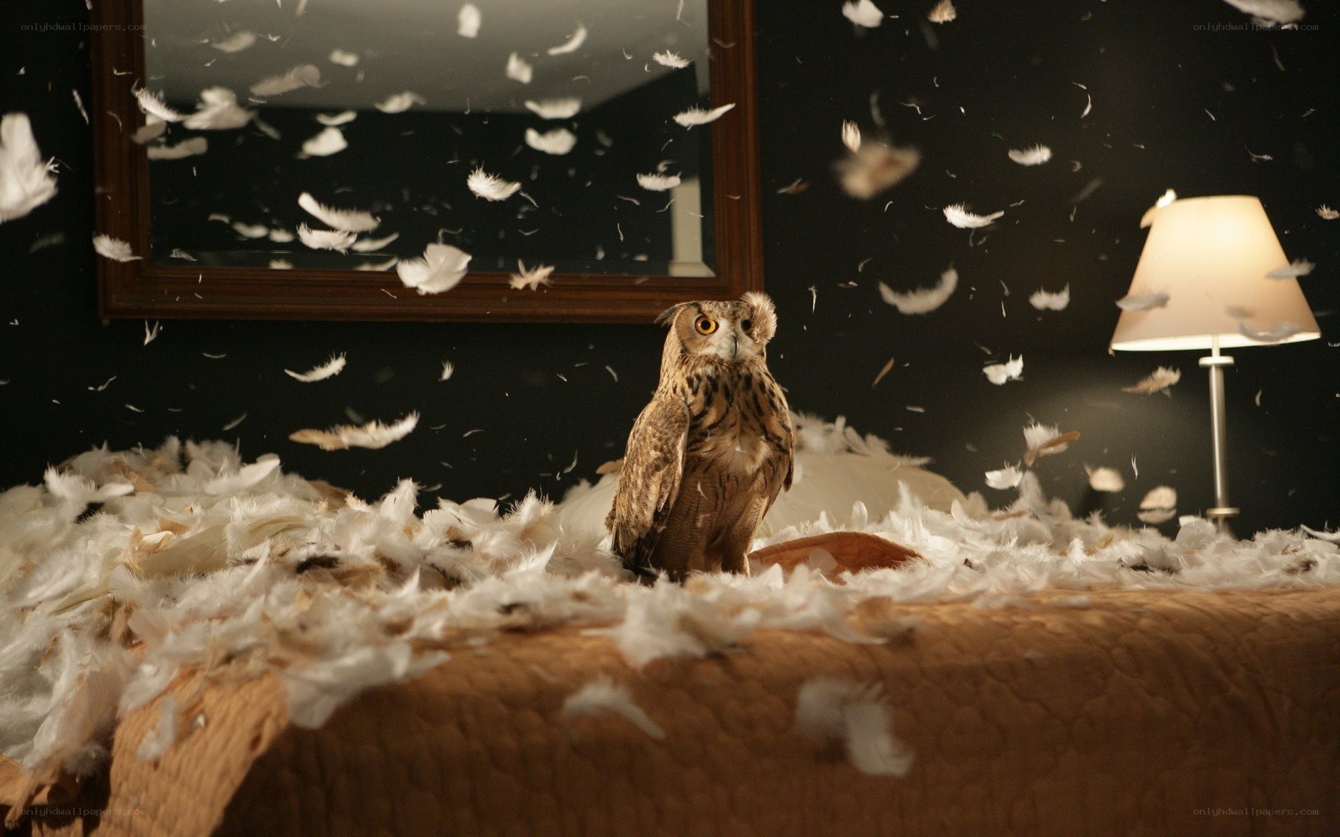 Owl in a feather-filled room