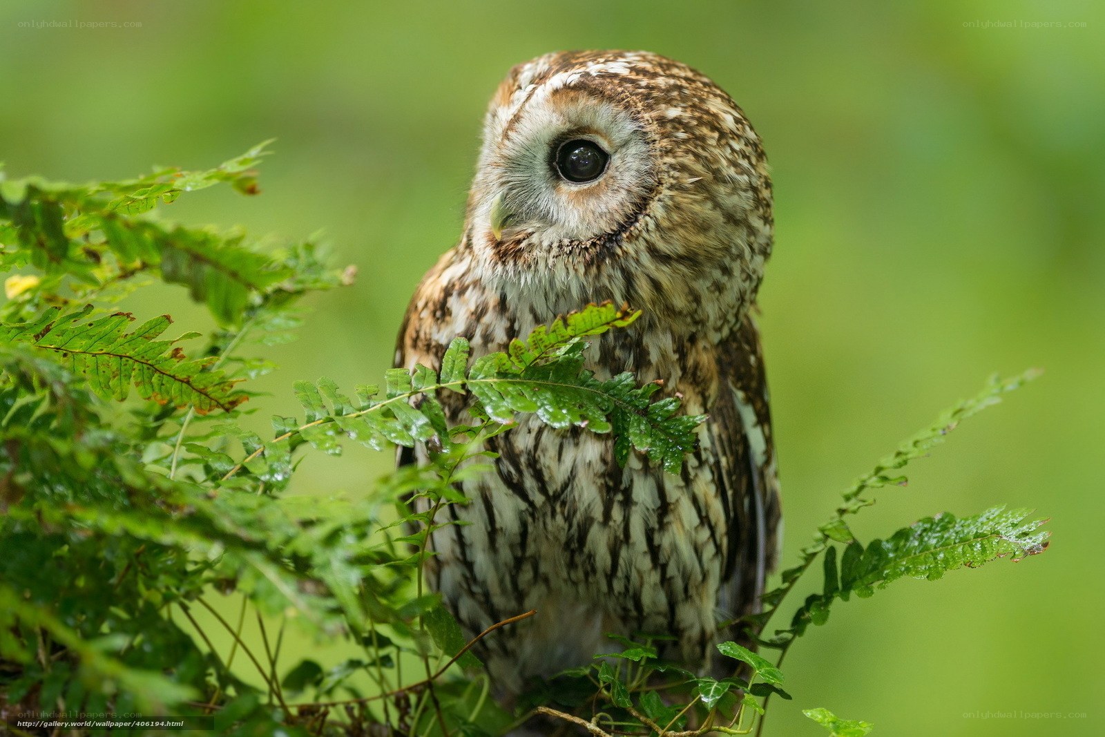 Owl in a fern bush