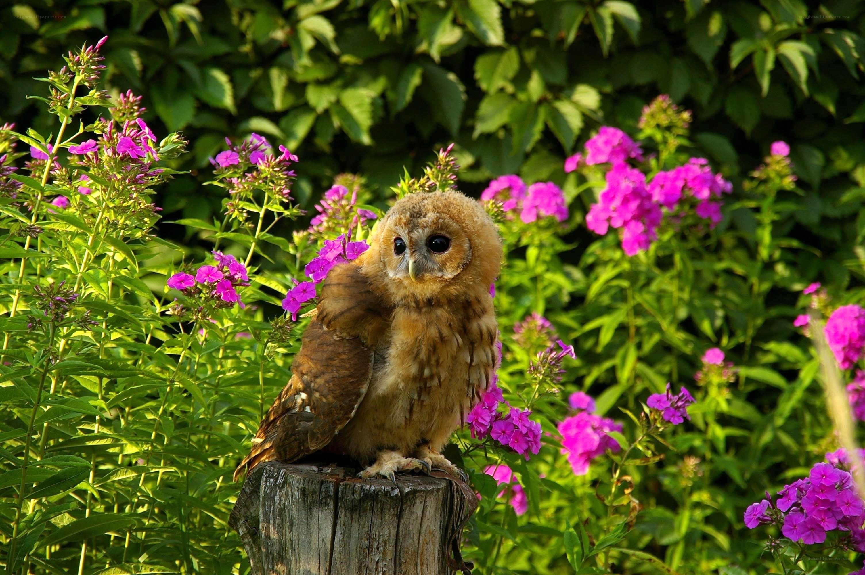 Owl in a flower garden