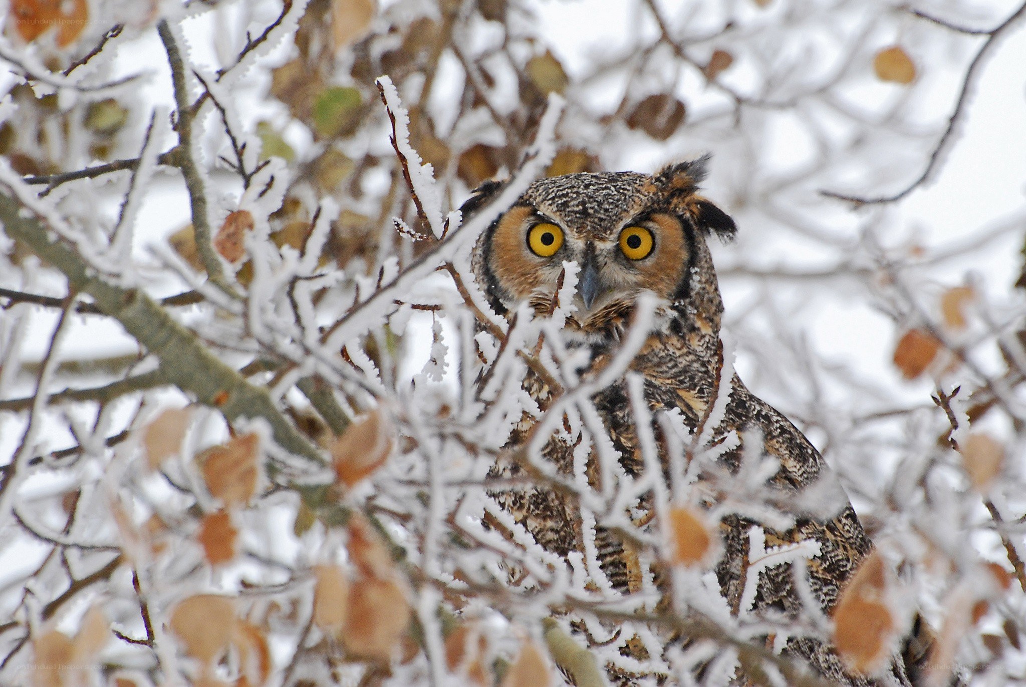 Owl in a frosty tree