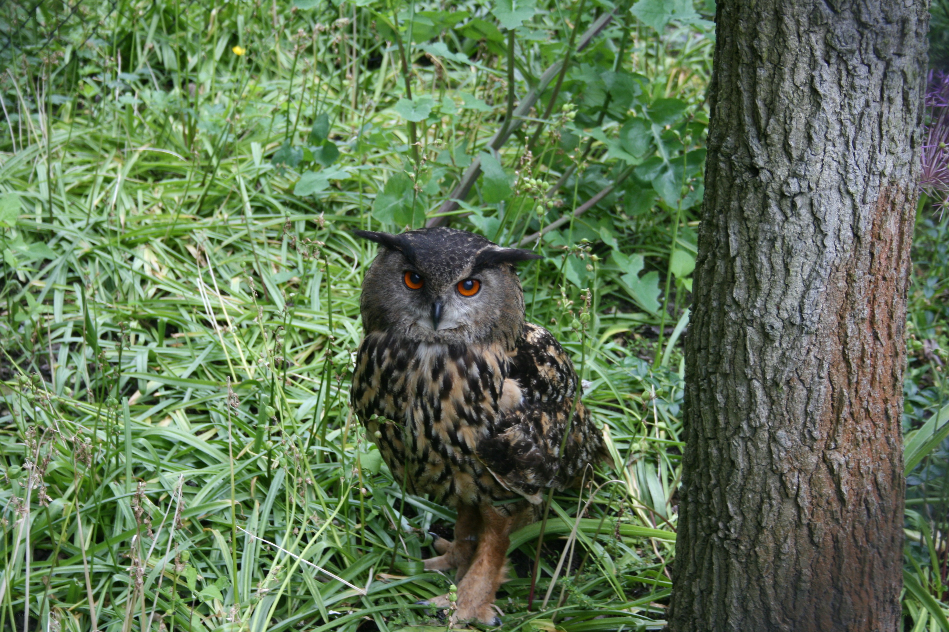Owl in a grassy area