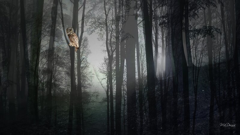 Owl in a Misty Forest — Gray