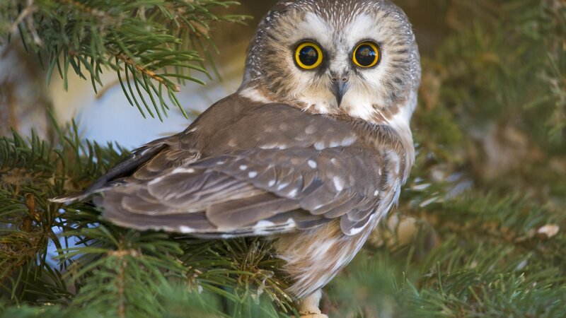 owl in a pine tree