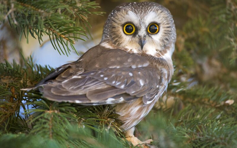 Owl in a pine tree