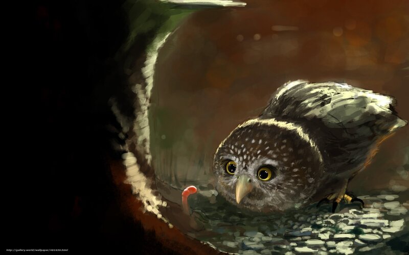 Owl in a pipe