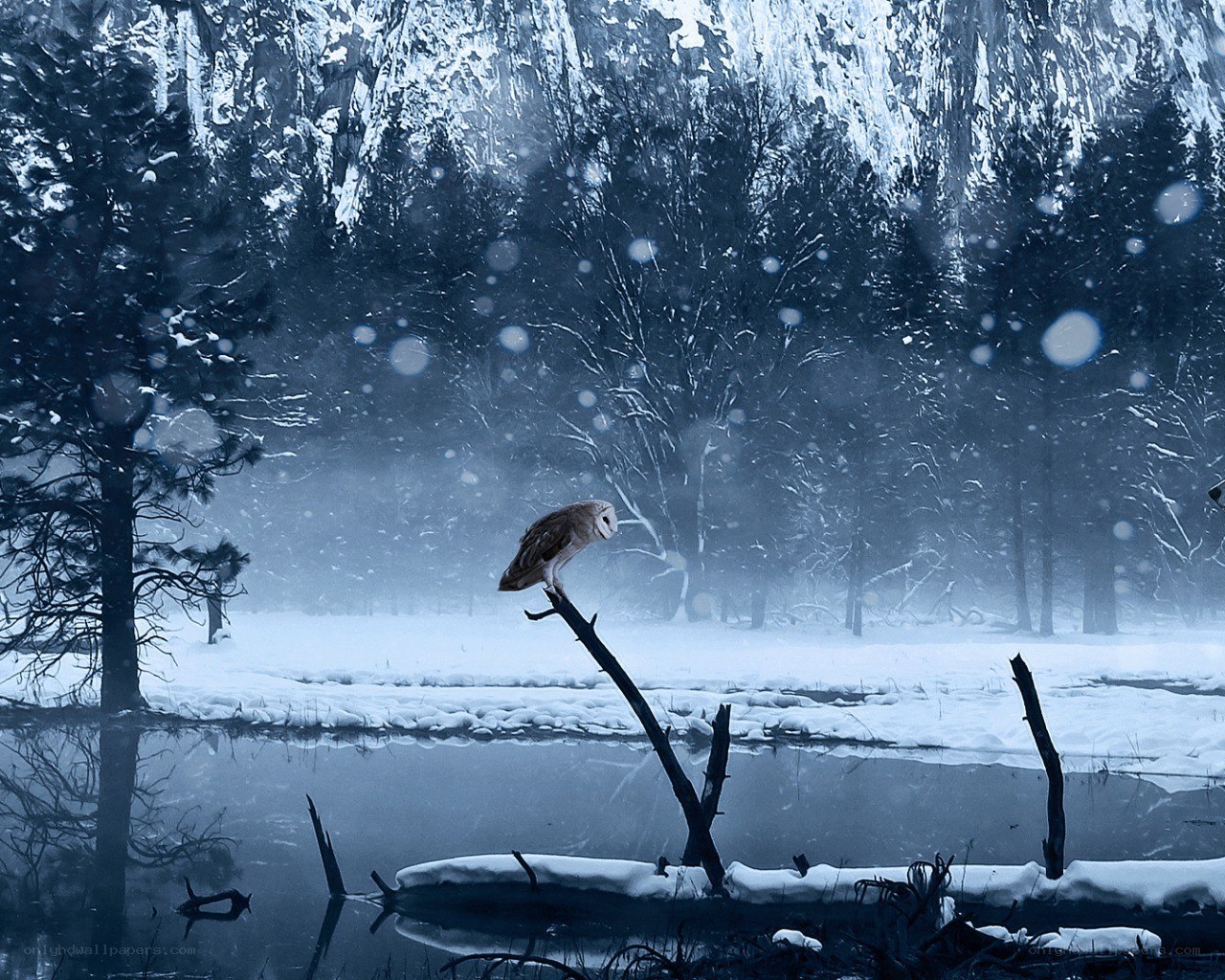 Owl in a snowy forest