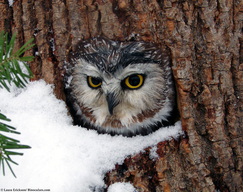Owl in a snowy tree hole