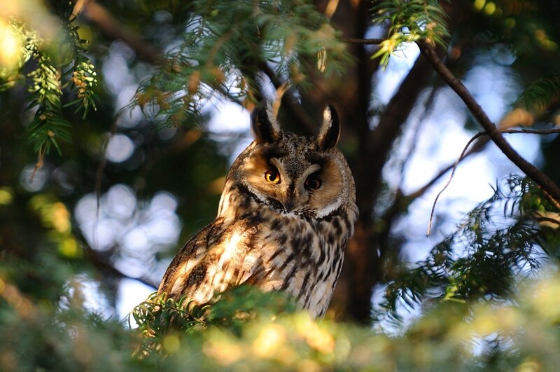 Owl in a tree