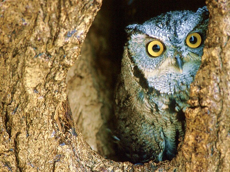 Owl in a tree hollow