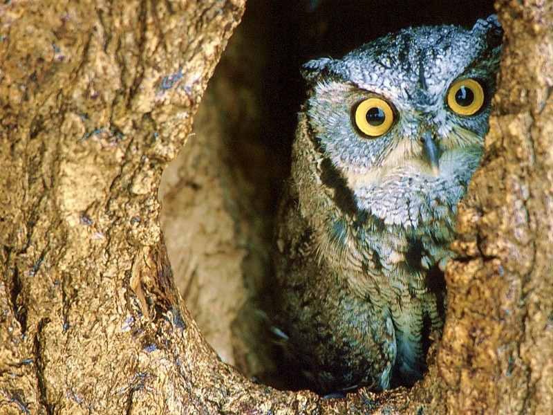 Owl in a tree hollow