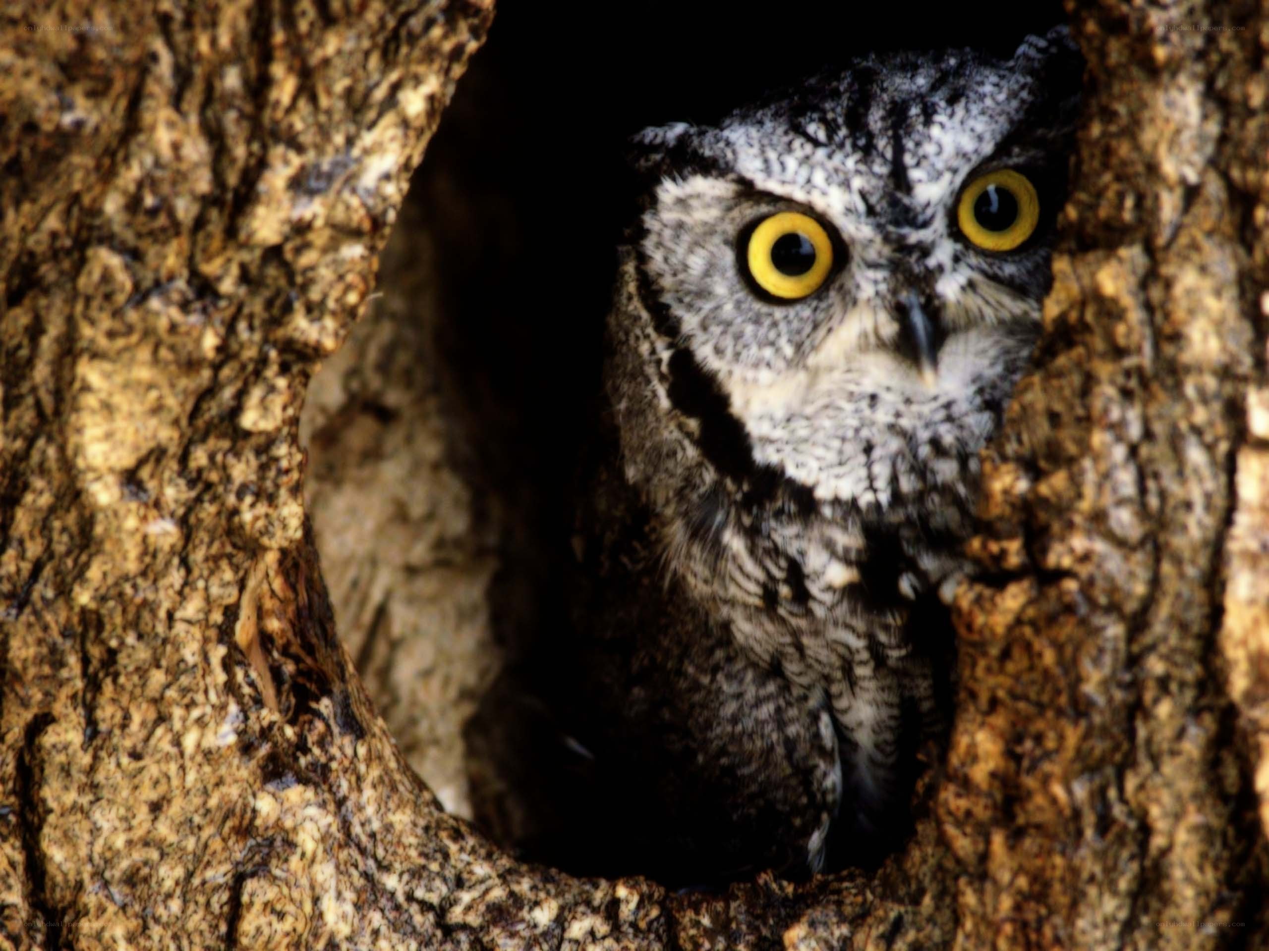 Owl in a tree hollow