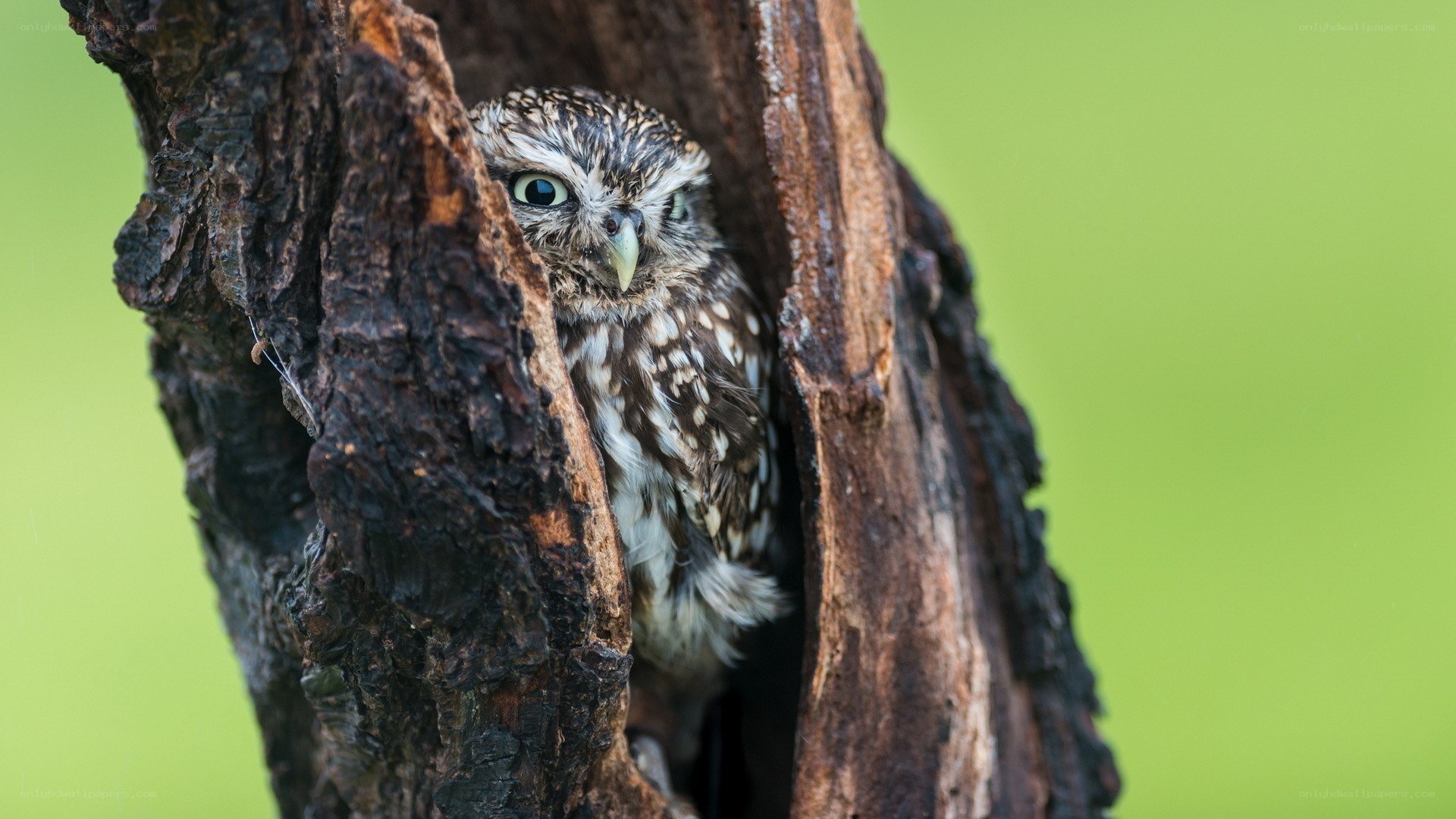 Owl in a tree hollow