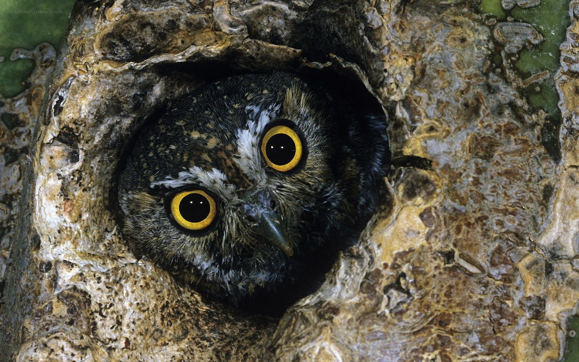 Owl in a tree hollow