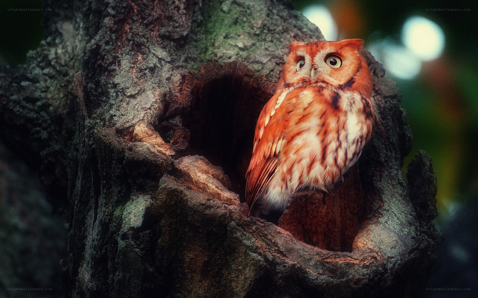 Owl in a tree hollow