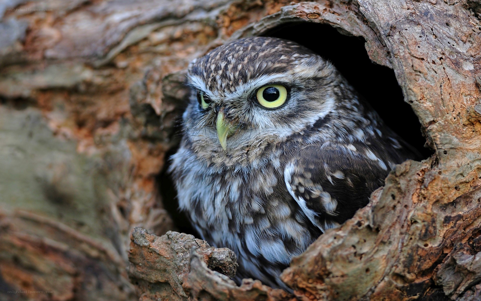 Owl in a tree hollow