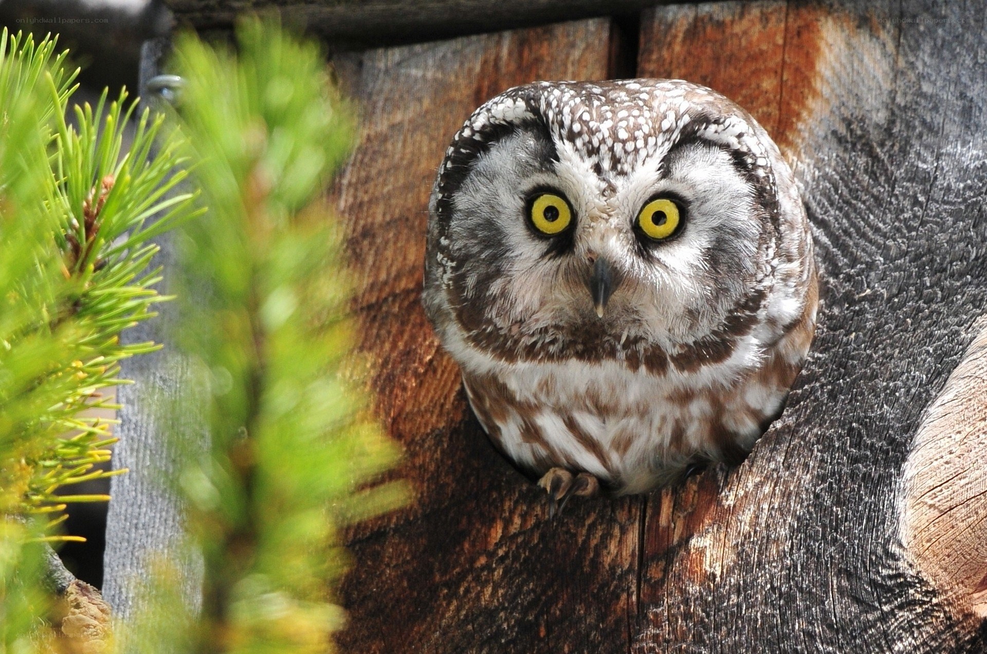 Owl in a tree hollow