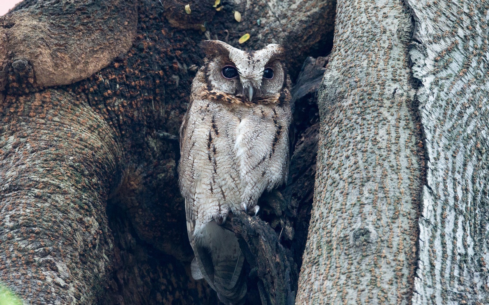 Owl in a tree hollow