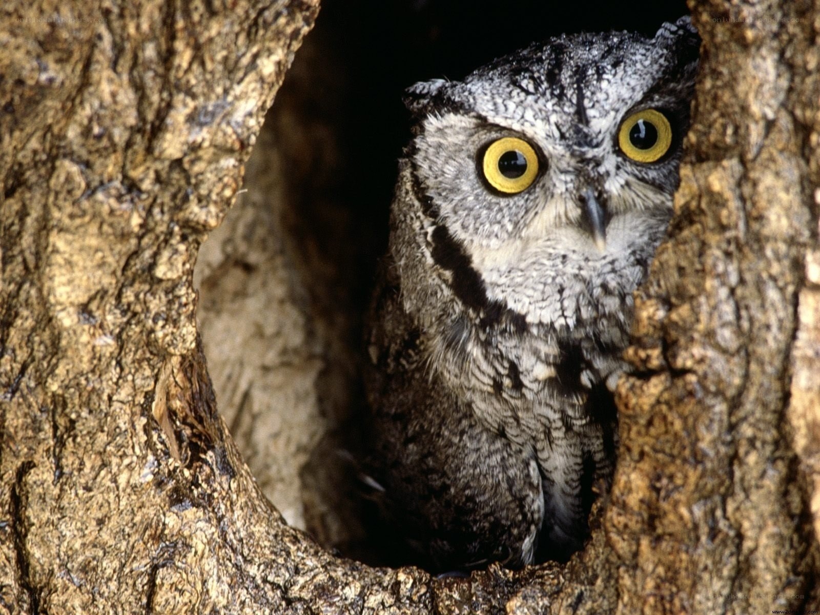 Owl in a tree hollow