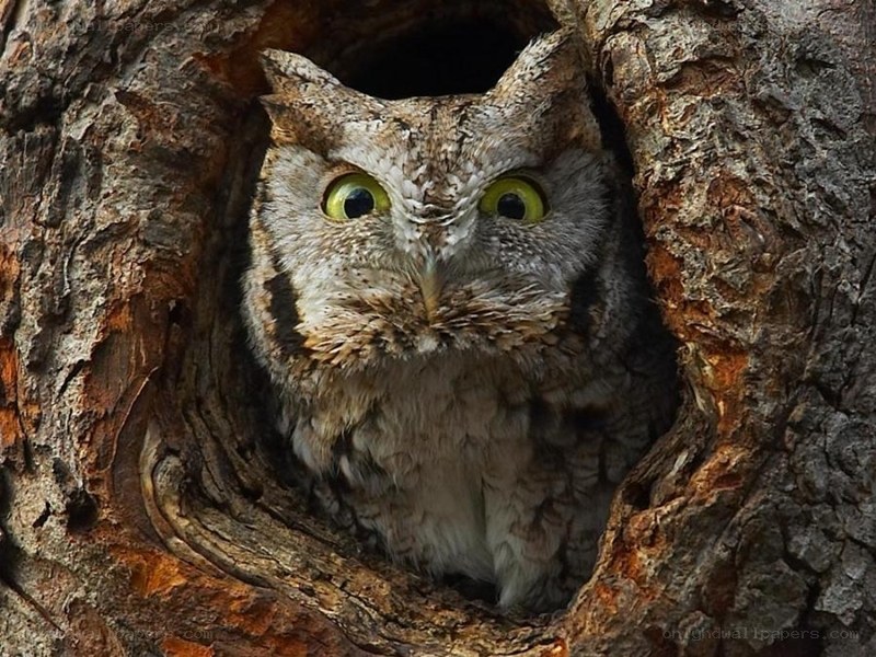Owl in a tree hollow