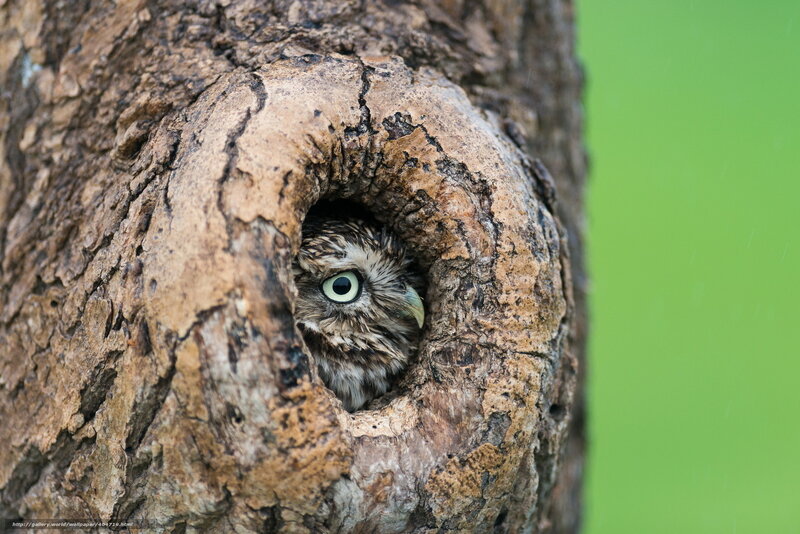 Owl in a tree hollow