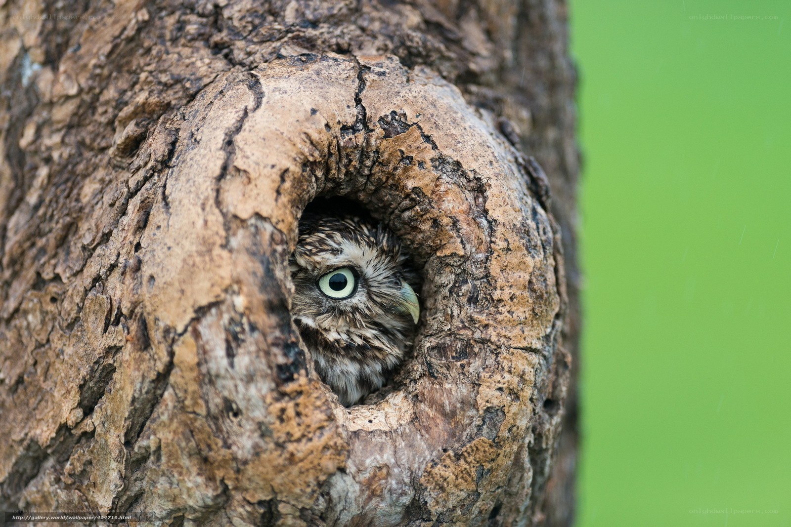 Owl in a tree hollow