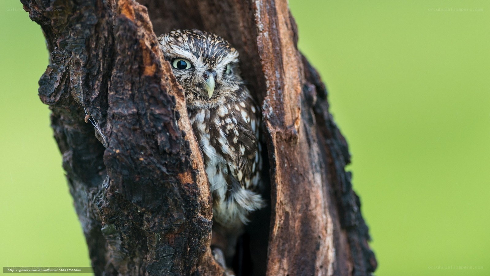 Owl in a tree hollow