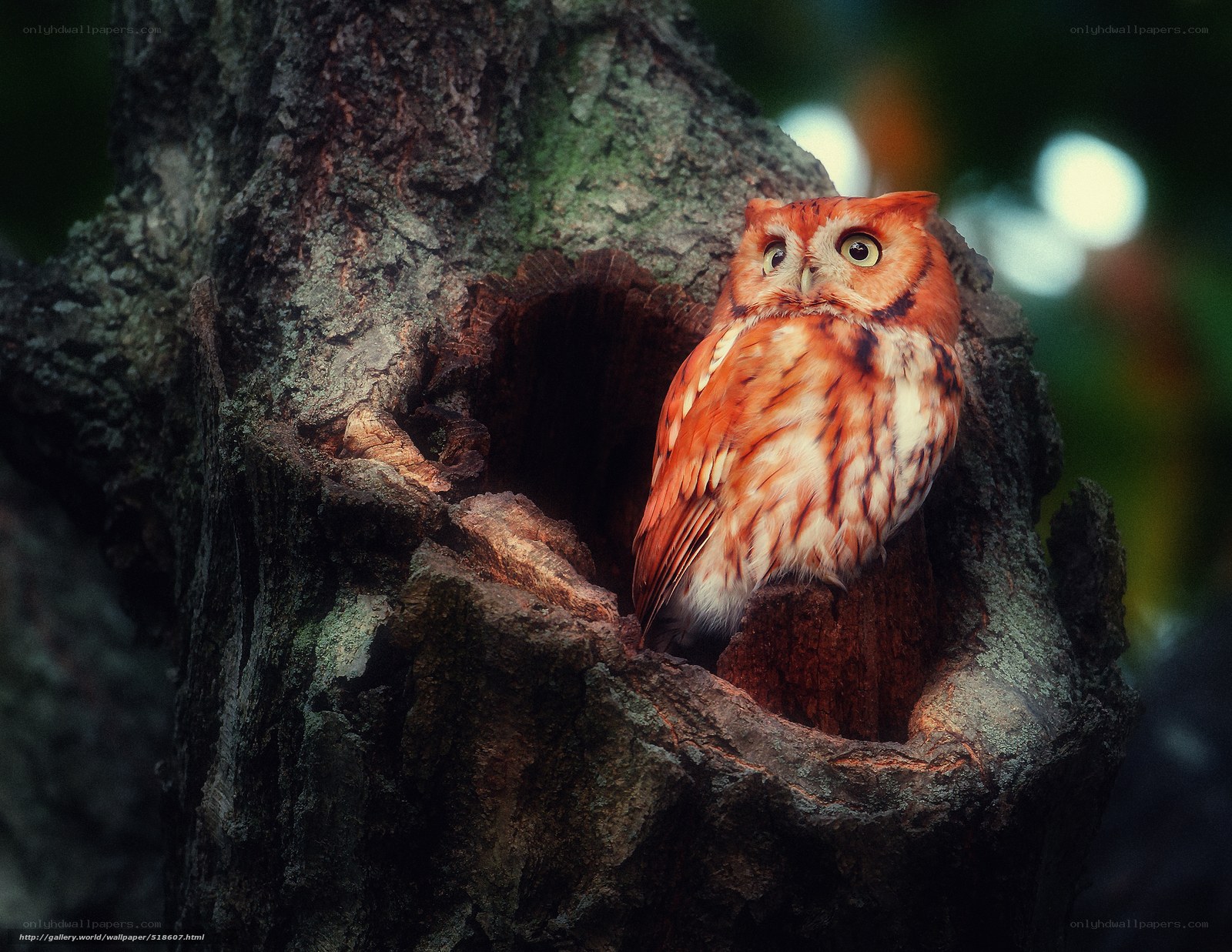 Owl in a tree hollow