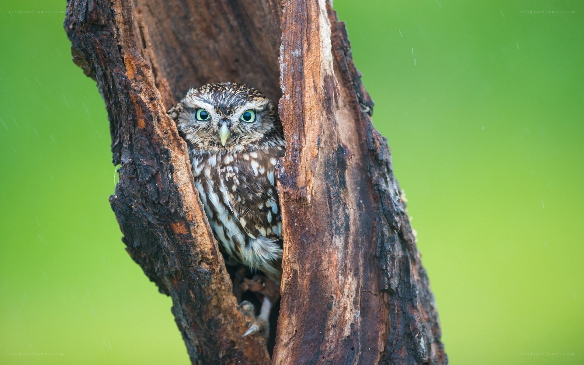 Owl in a tree hollow