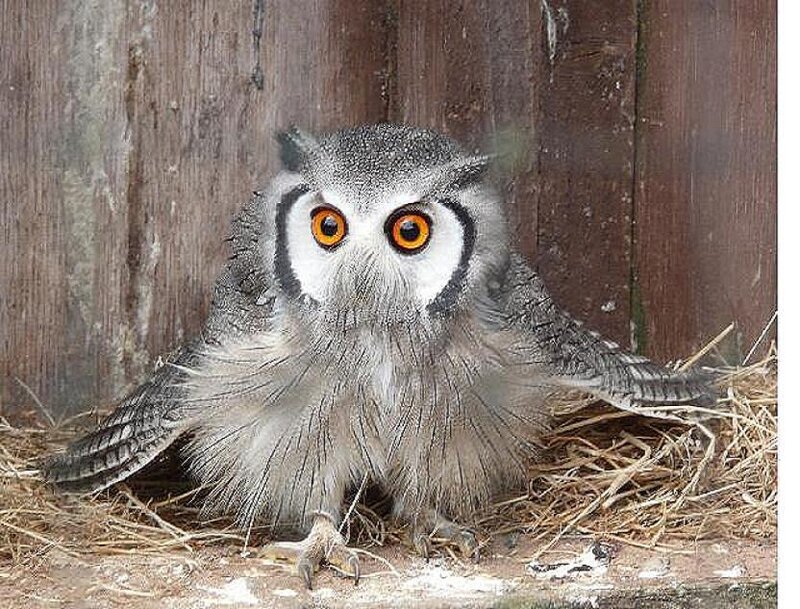 owl in a wooden enclosure