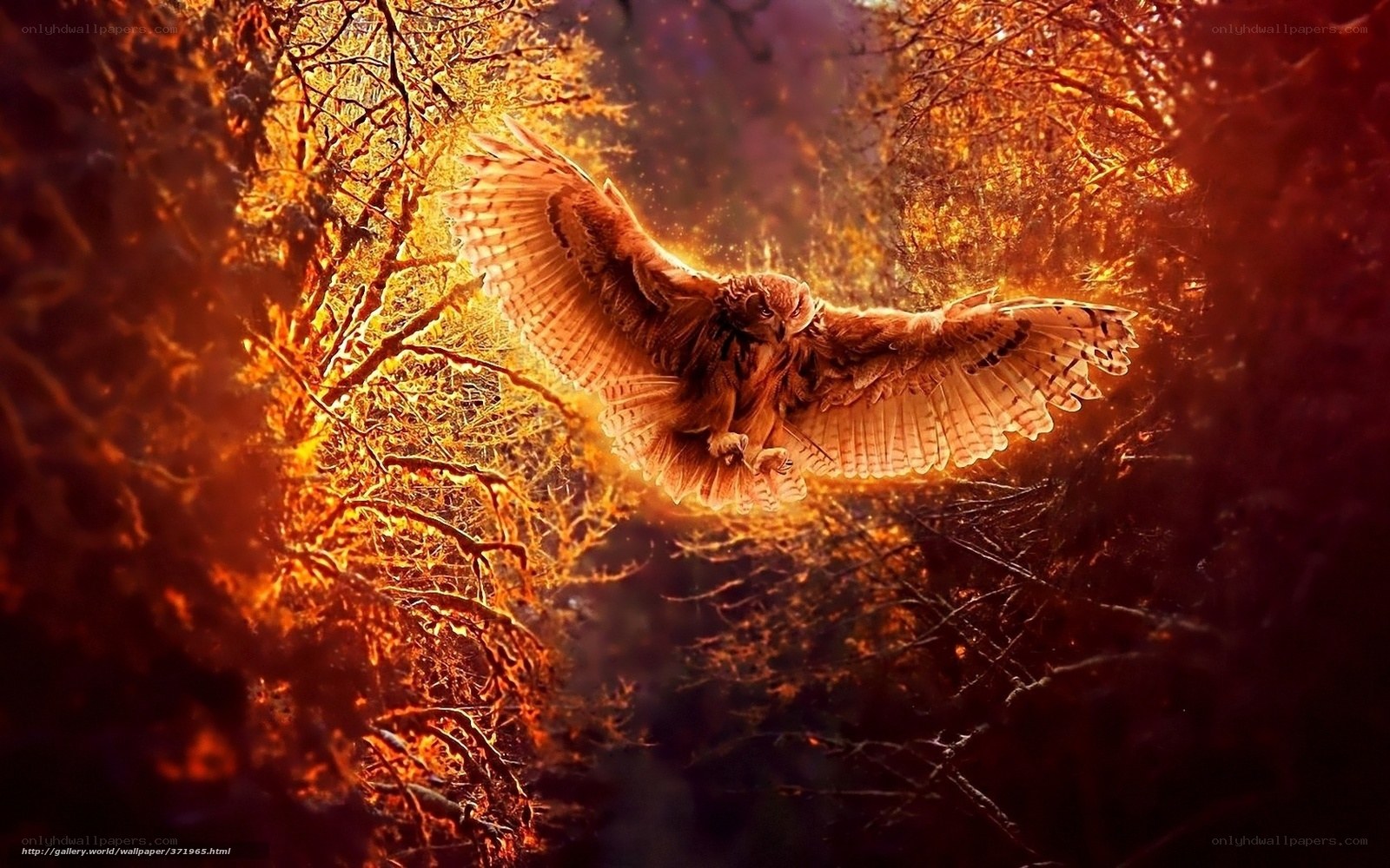 Owl in Autumn Forest