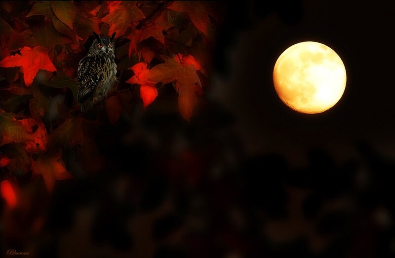 Owl in Autumn Leaves