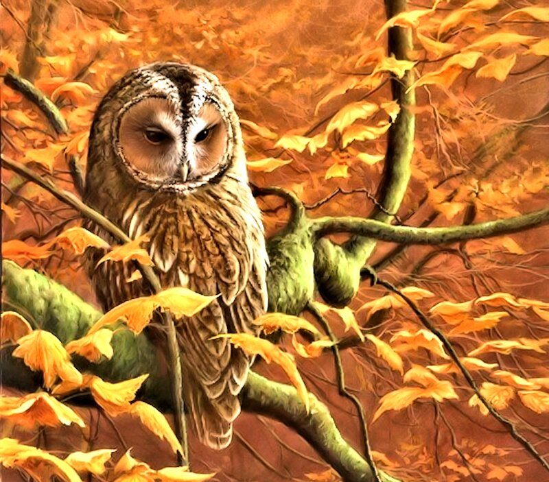 Owl in Autumn Tree — Orange
