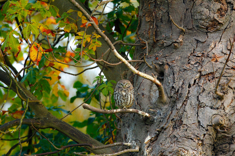 Owl in autumn tree