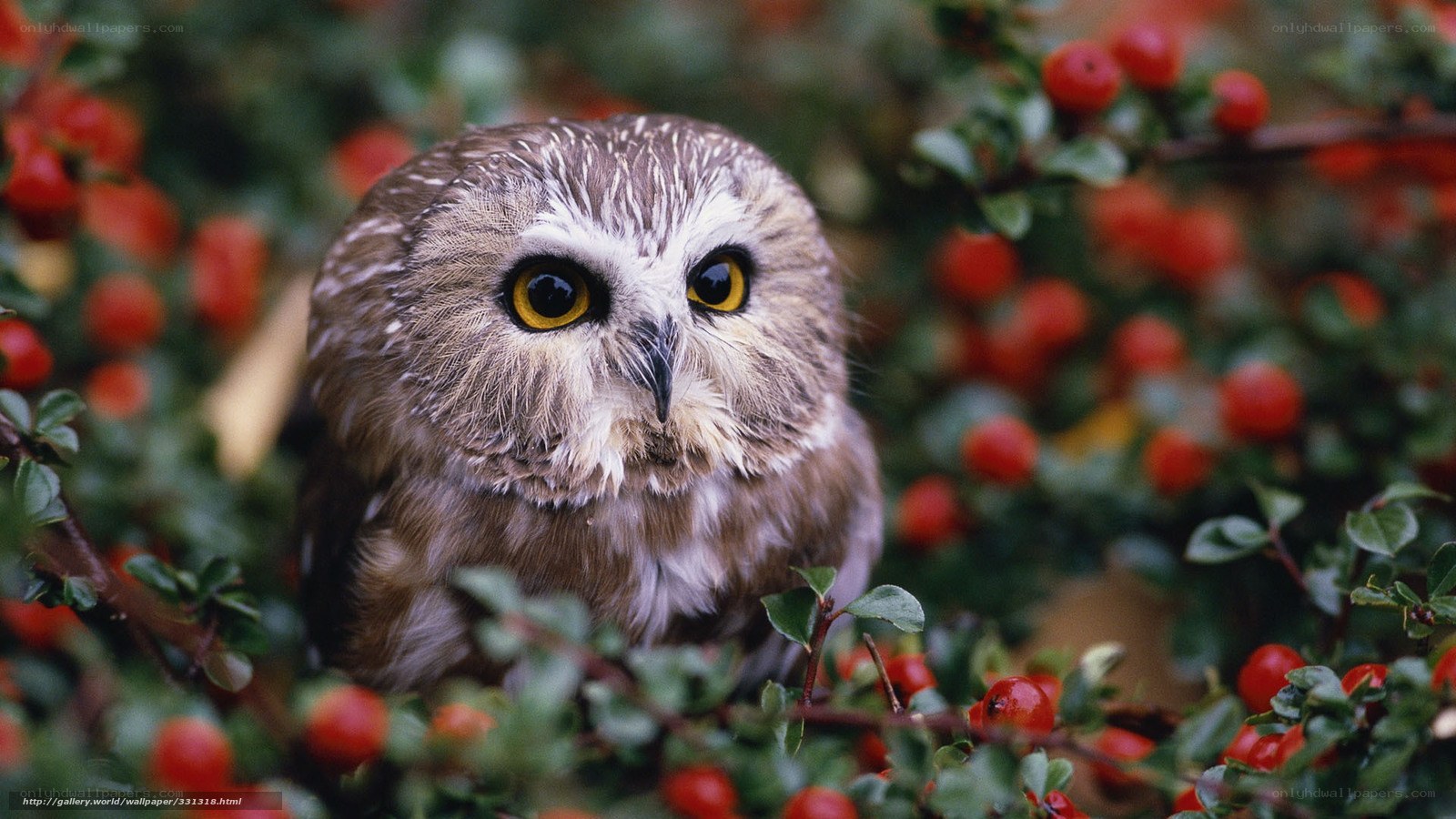 Owl in berry bush