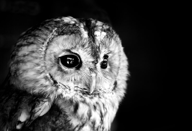 Owl in Black and White — Dramatic