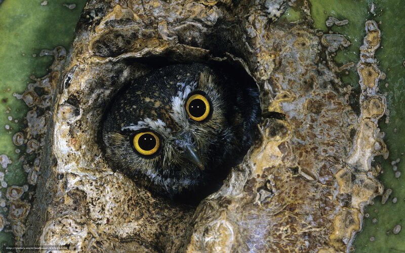 Owl in Cactus Hole — Green